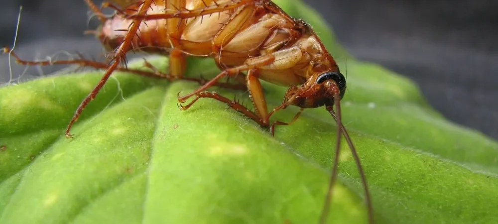 cockroach laying on green leaf