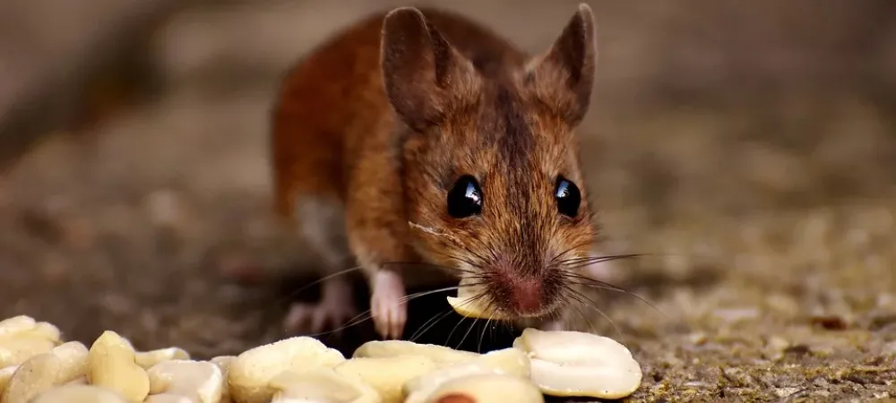 mouse eating peanuts