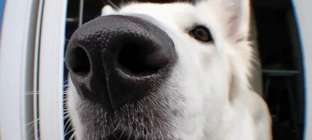 Close-up of a white dog's nose