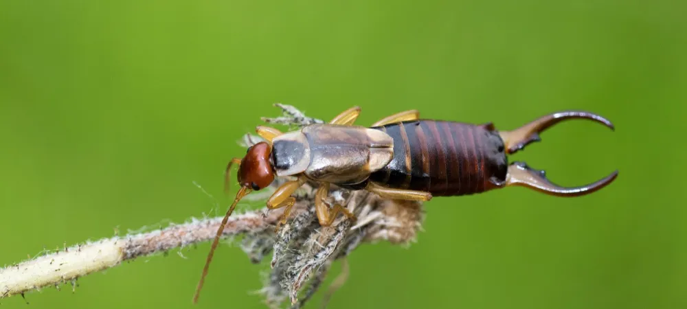 earwigs on a limb outside