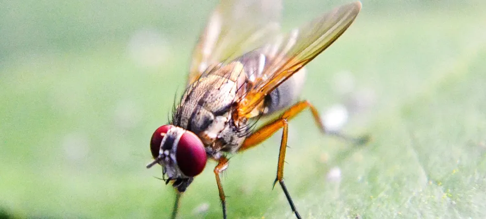 close up fruit fly on a leaf