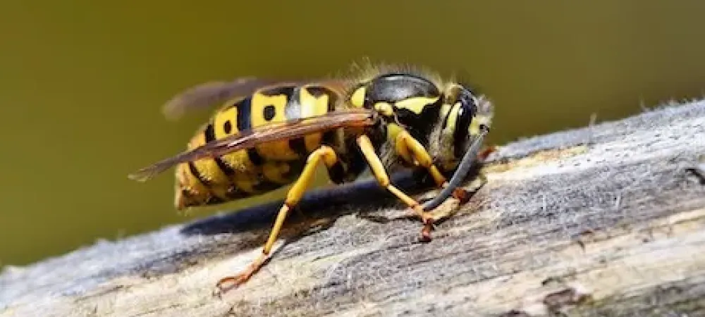 Hornet sitting on log