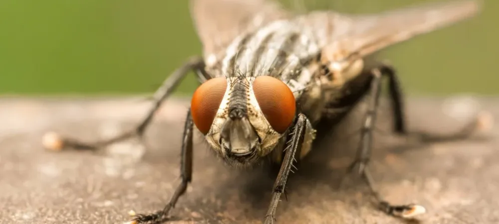 house fly outside on a rock