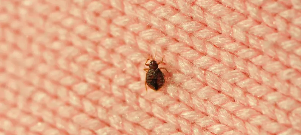 Bed bug crawling on pink, knitted fabric