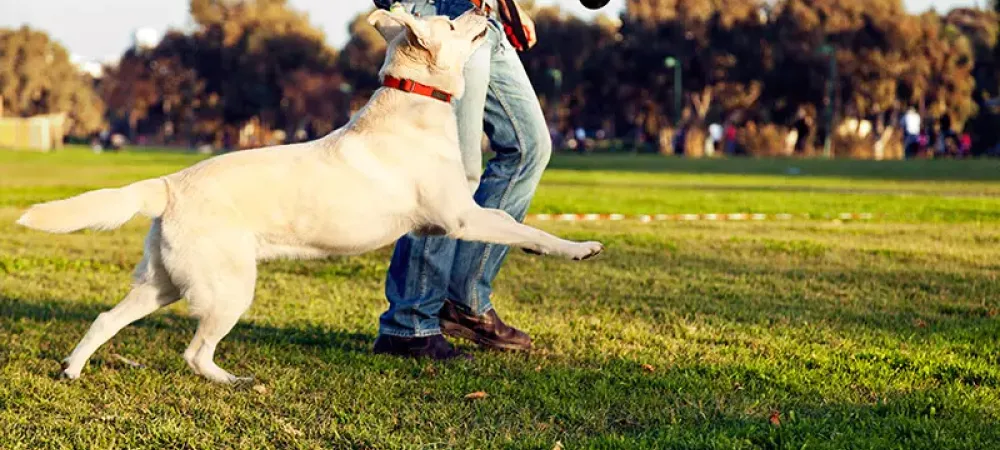 yellow lab running after ball with man in field 