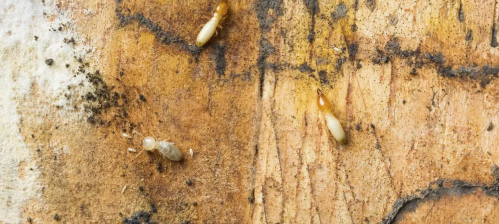 Termites eating wood