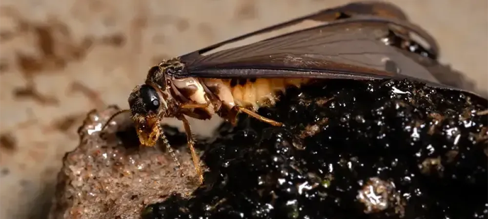 Winged termite close-up