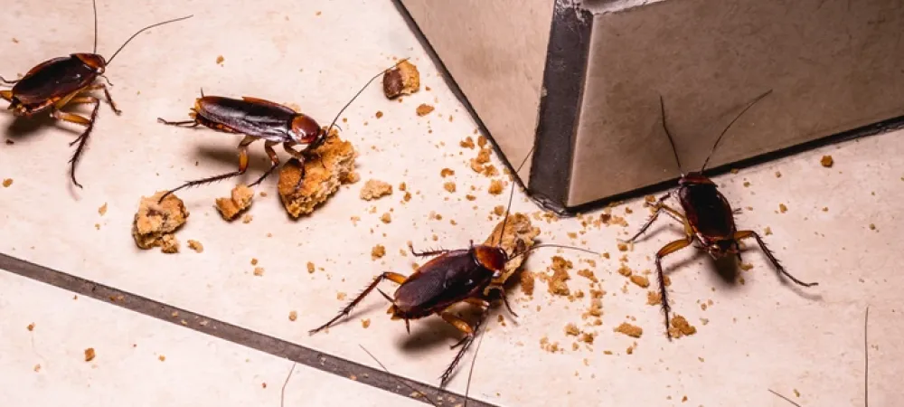 cockroaches eating food on the floor