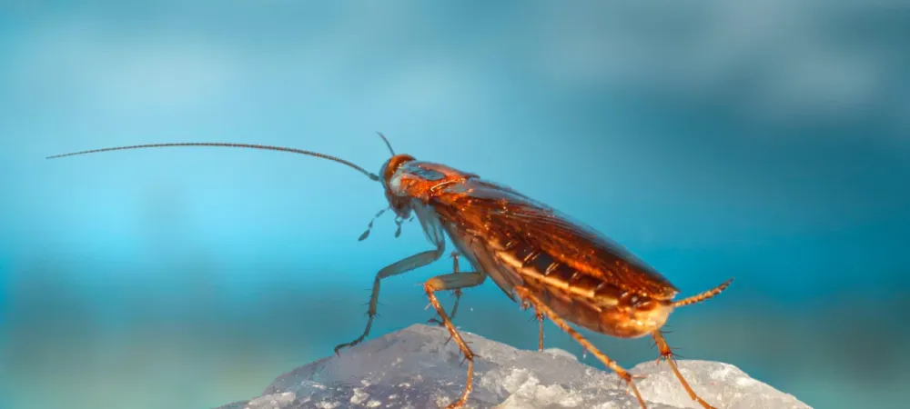 German Cockroach (Blattella Germanica)
