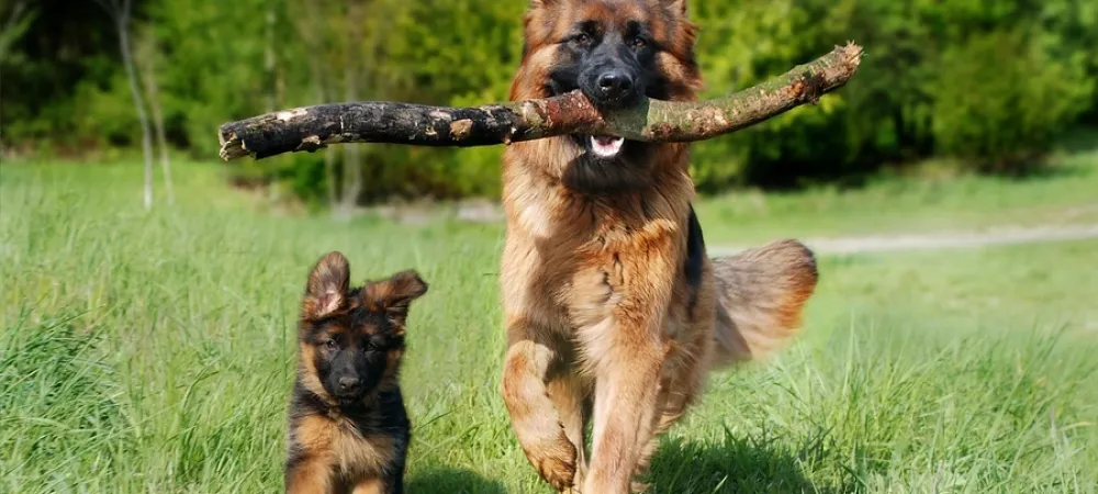 german shephards running around in the backyard