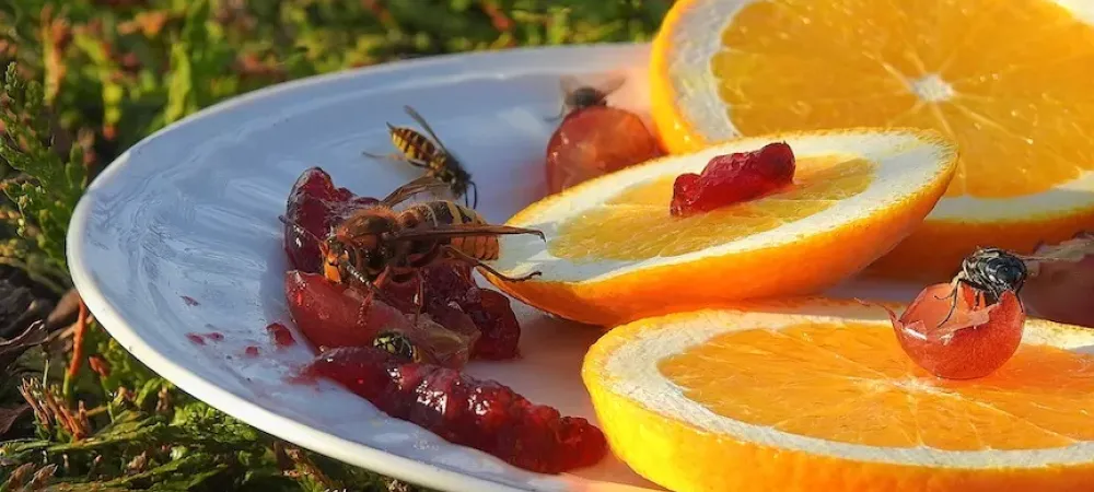 Wasps feeding on a plate with oranges and grapes