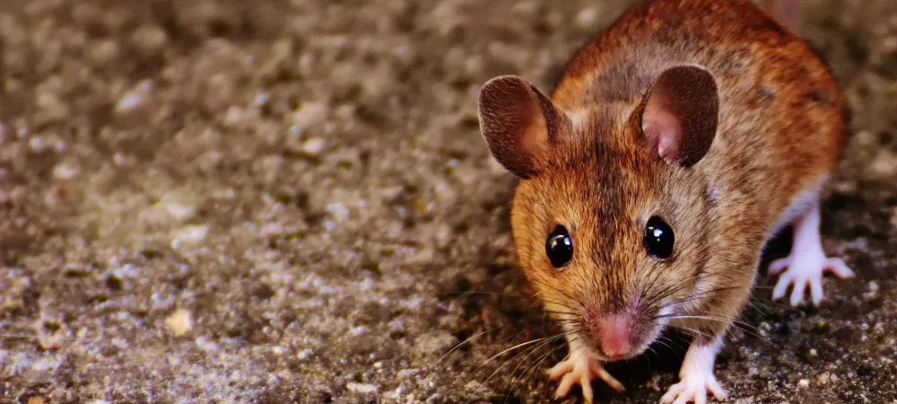 mouse standing on sidewalk