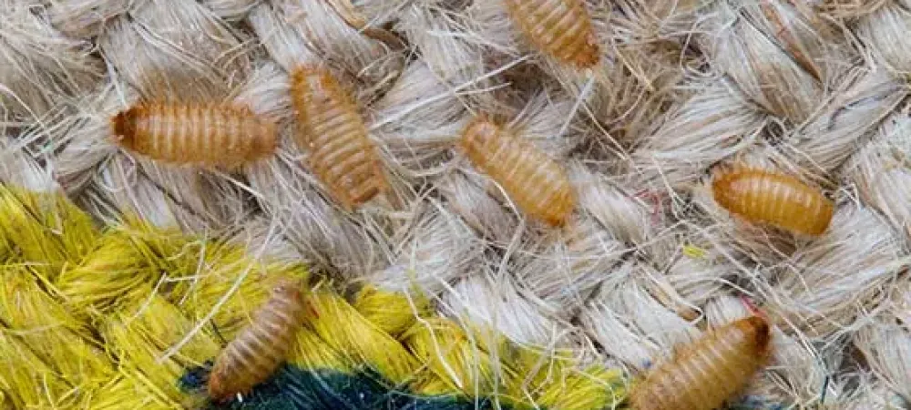 multiple carpet beetle larvae on a carpet