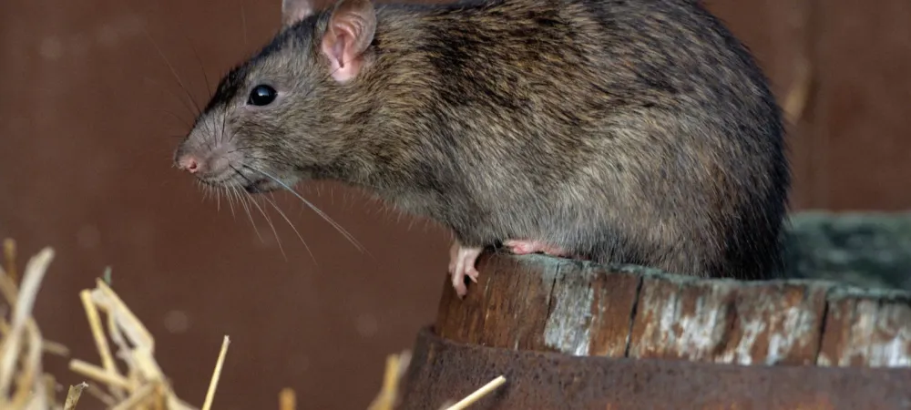 rat sitting on a log