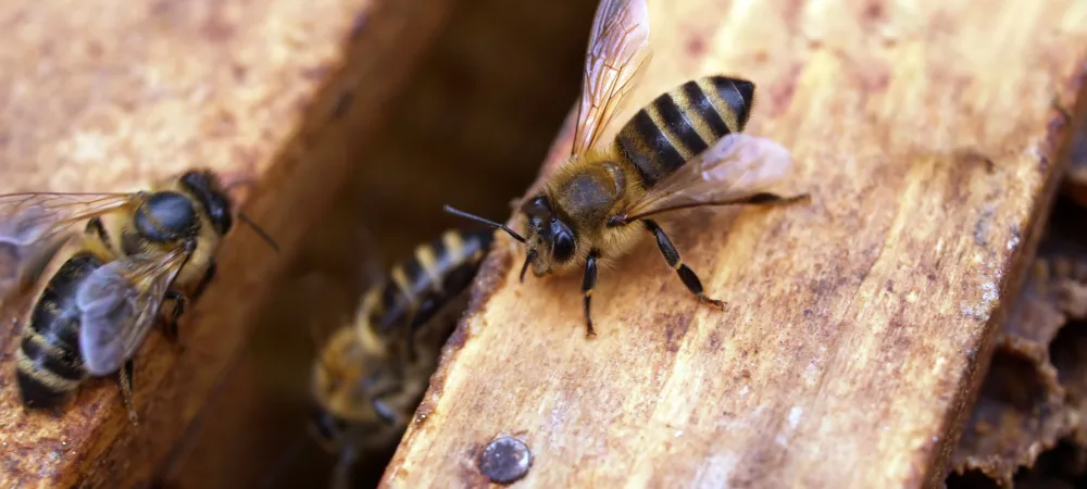 bees on deck