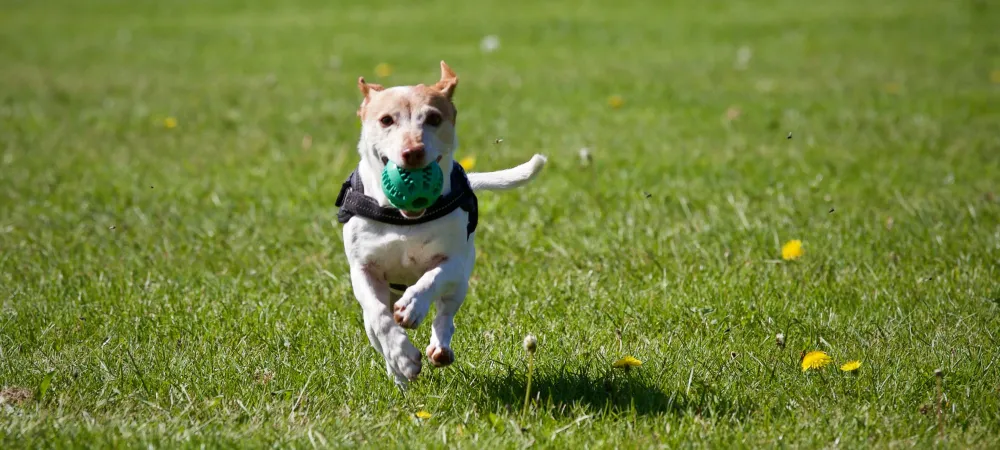 Dog playing catch