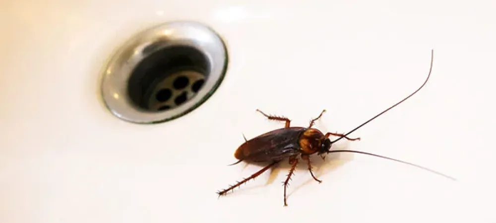 Roach in drain 