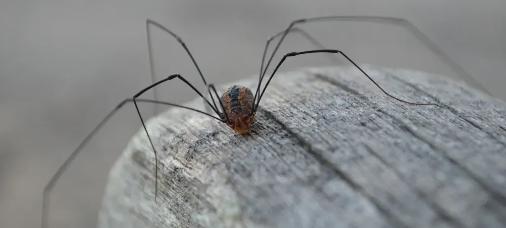 daddy long legs on a log