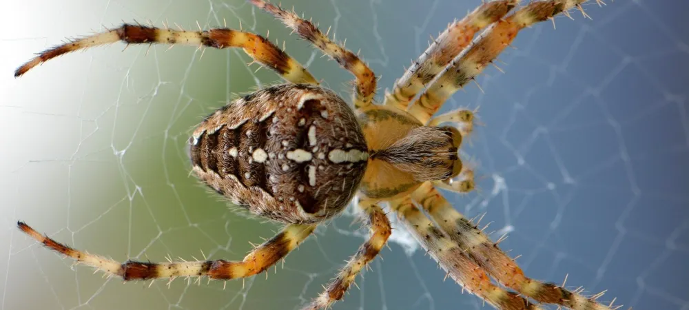 brown and white spotted spider on a web