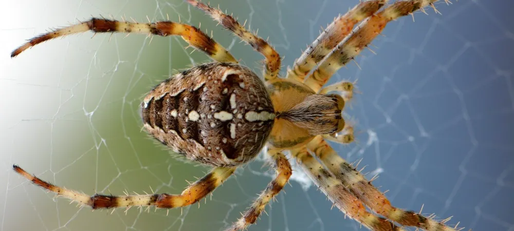 speckled spiders in a web 