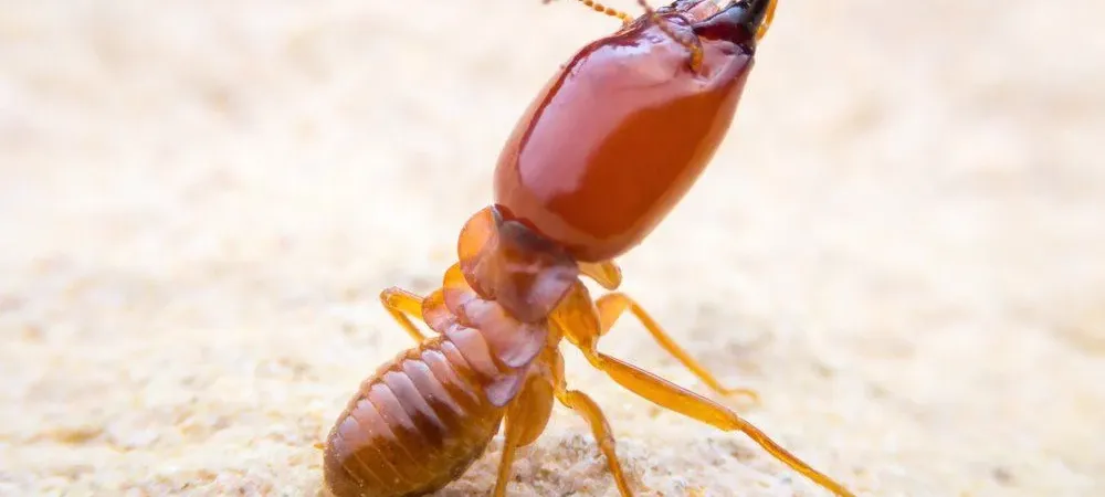 close up of subterranean termite