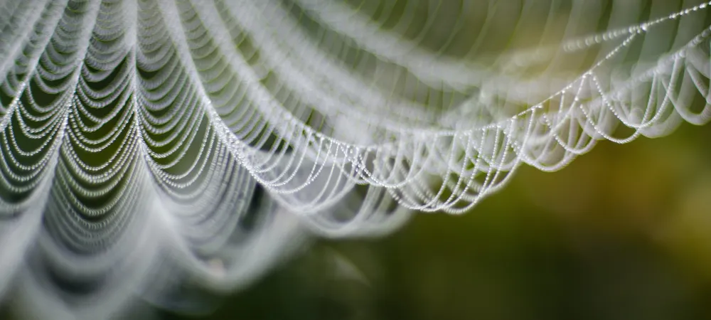 Dewey spider web