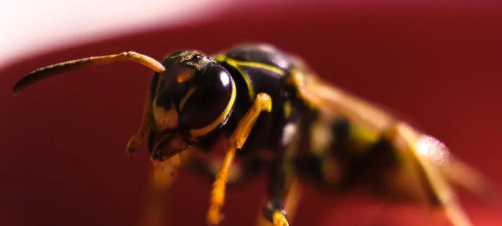 yellow jacket on red background