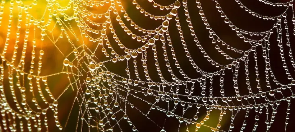 Spider web with dew droplets