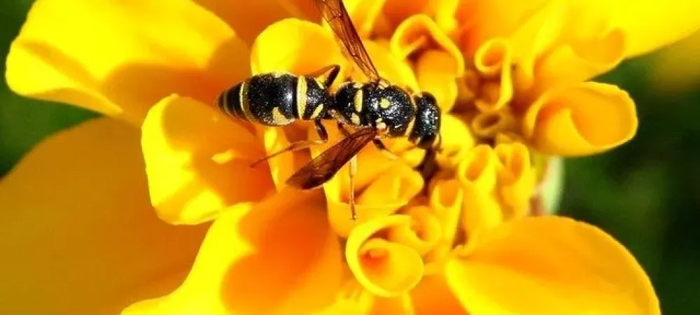 Yellow jacket sitting in center of yellow flower