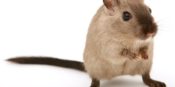 mouse on white floor