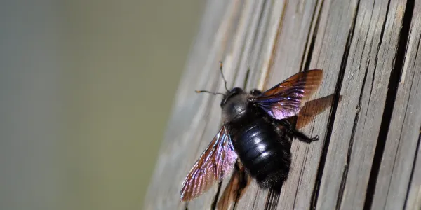 carpenter bee on brown deck