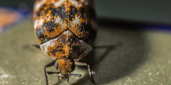 carpet beetle on sidewalk