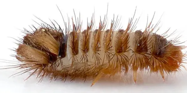 carpet beetle larvae