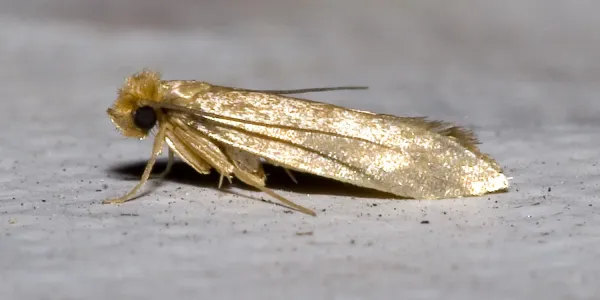 clothing moth on the ground