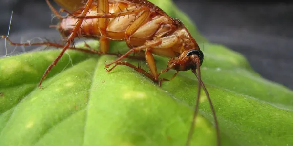 cockroach laying on green leaf
