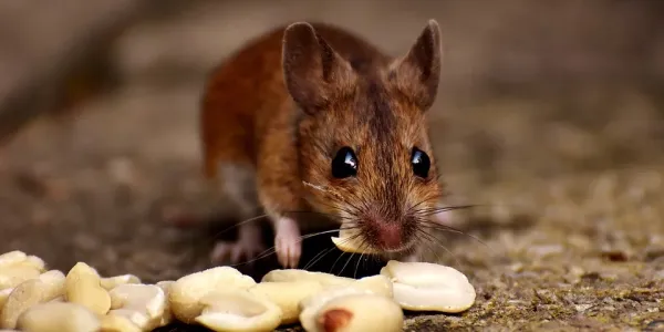 mouse eating peanuts