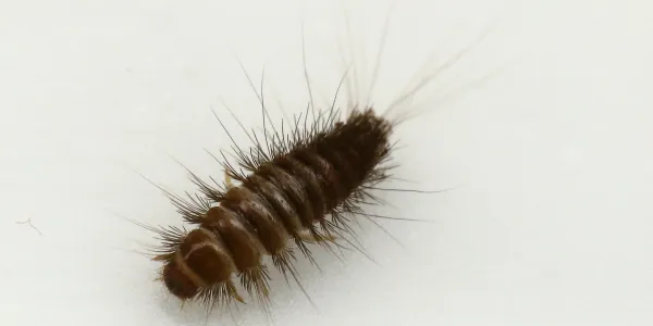 carpet beetle larvae on white surface