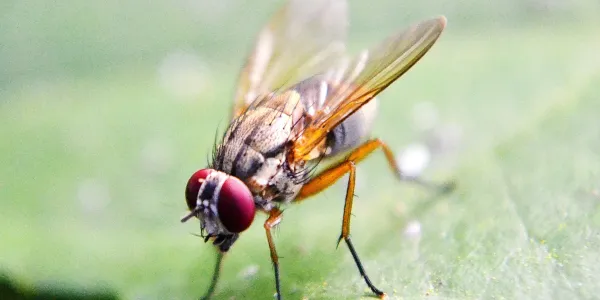 close up fruit fly on a leaf