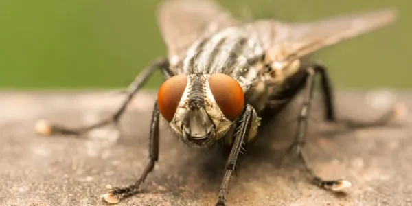 house fly outside on a rock