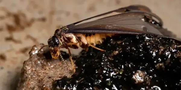 Winged termite close-up