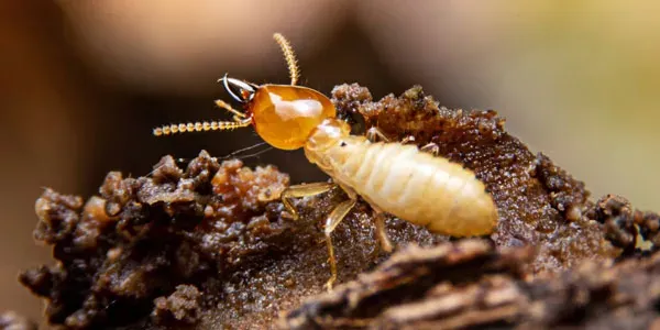 Close up image of termites