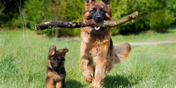 german shephards running around in the backyard