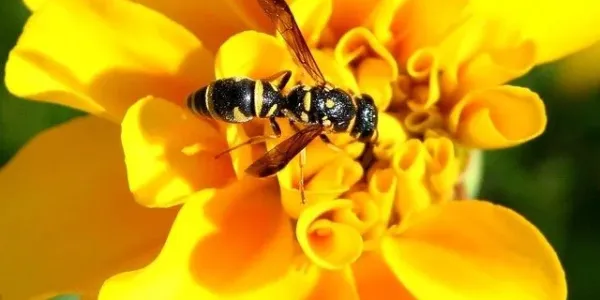 wasp on a yellow flower
