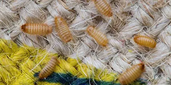 multiple carpet beetle larvae on a carpet
