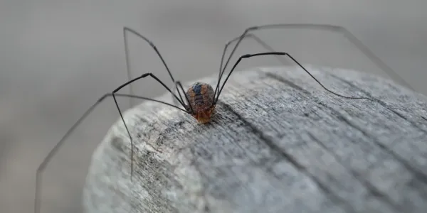 daddy long legs on a log