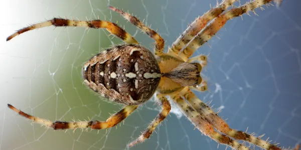 brown and white spotted spider on a web