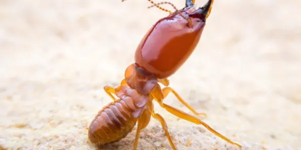 close up of subterranean termite