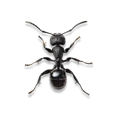 ant 