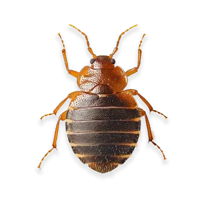 bed bug