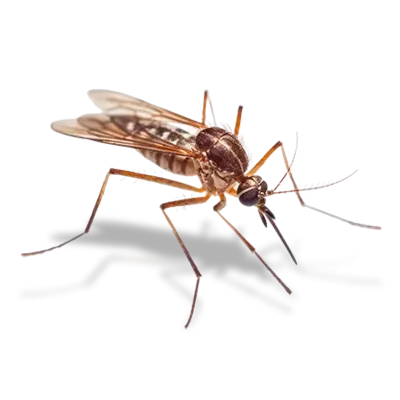 mosquito